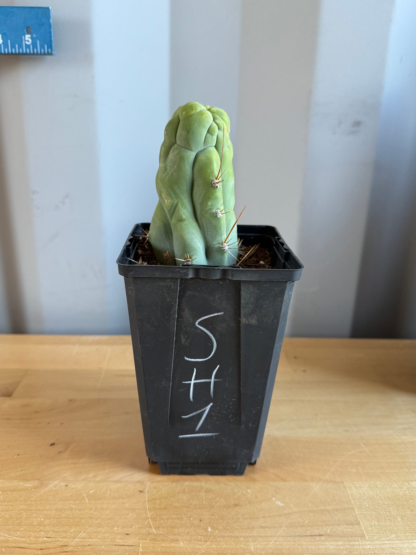 Bruce's Dragon Cactus SH1