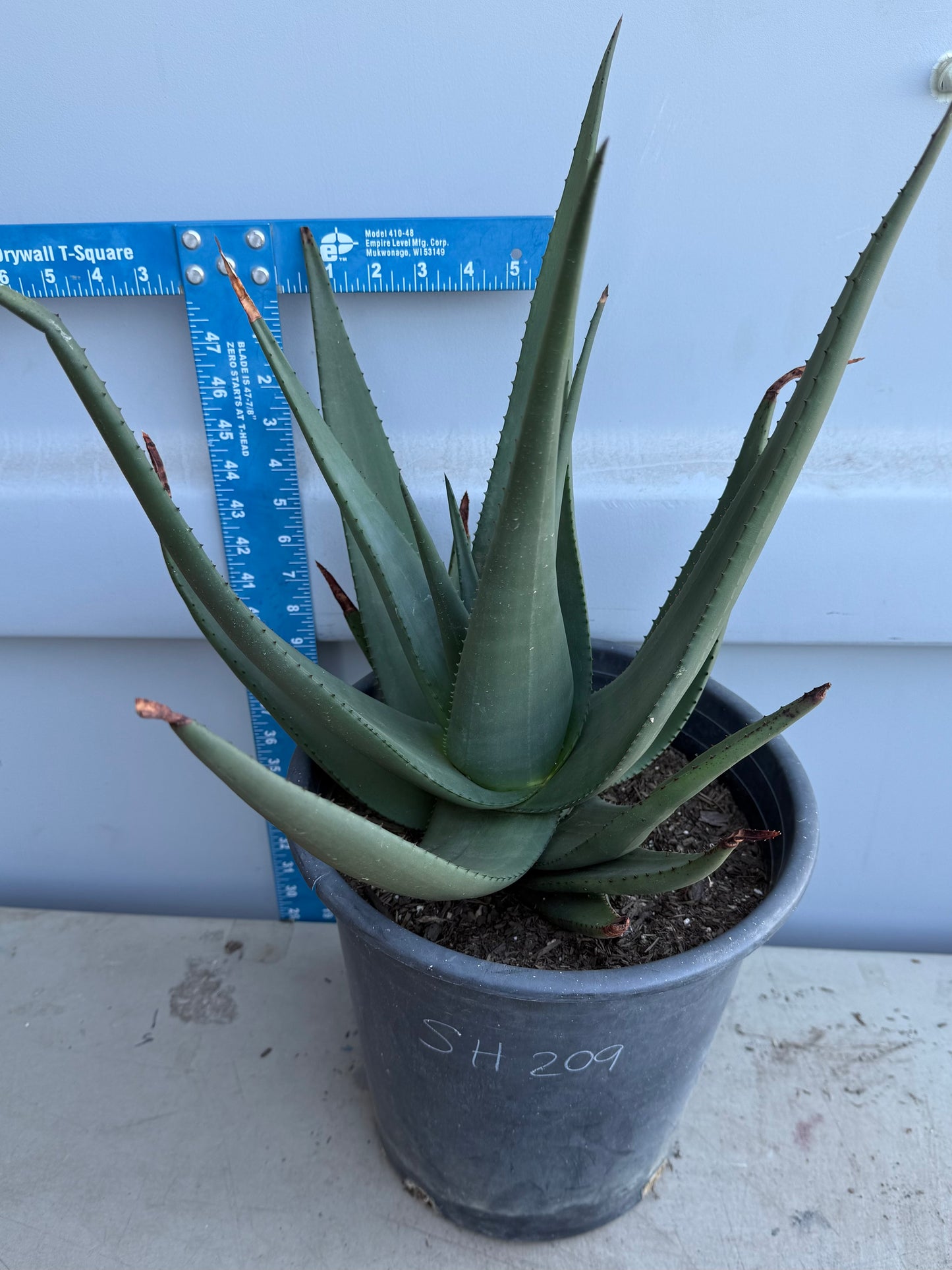 5gal Aloe Wickensii SH209