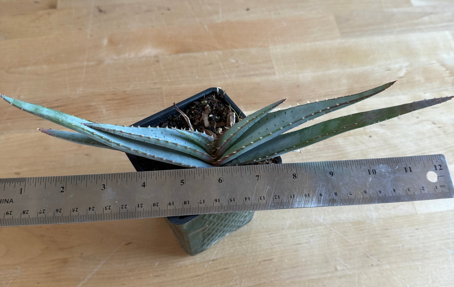 4-inch Mustache Aloe SH66 | Aloe suprafoliata