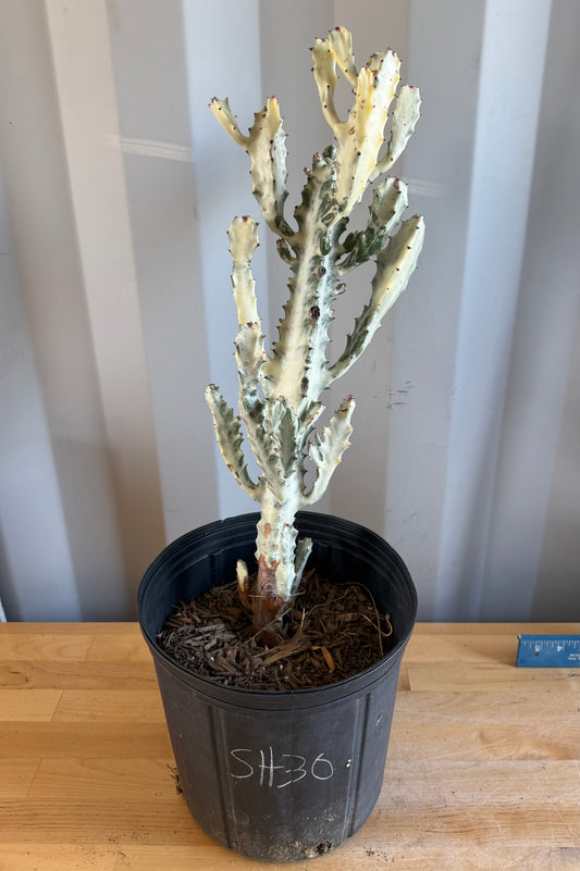 5gal ‘Dragon Bones’ | Euphorbia lactea variegata ‘White Ghost’ SH30