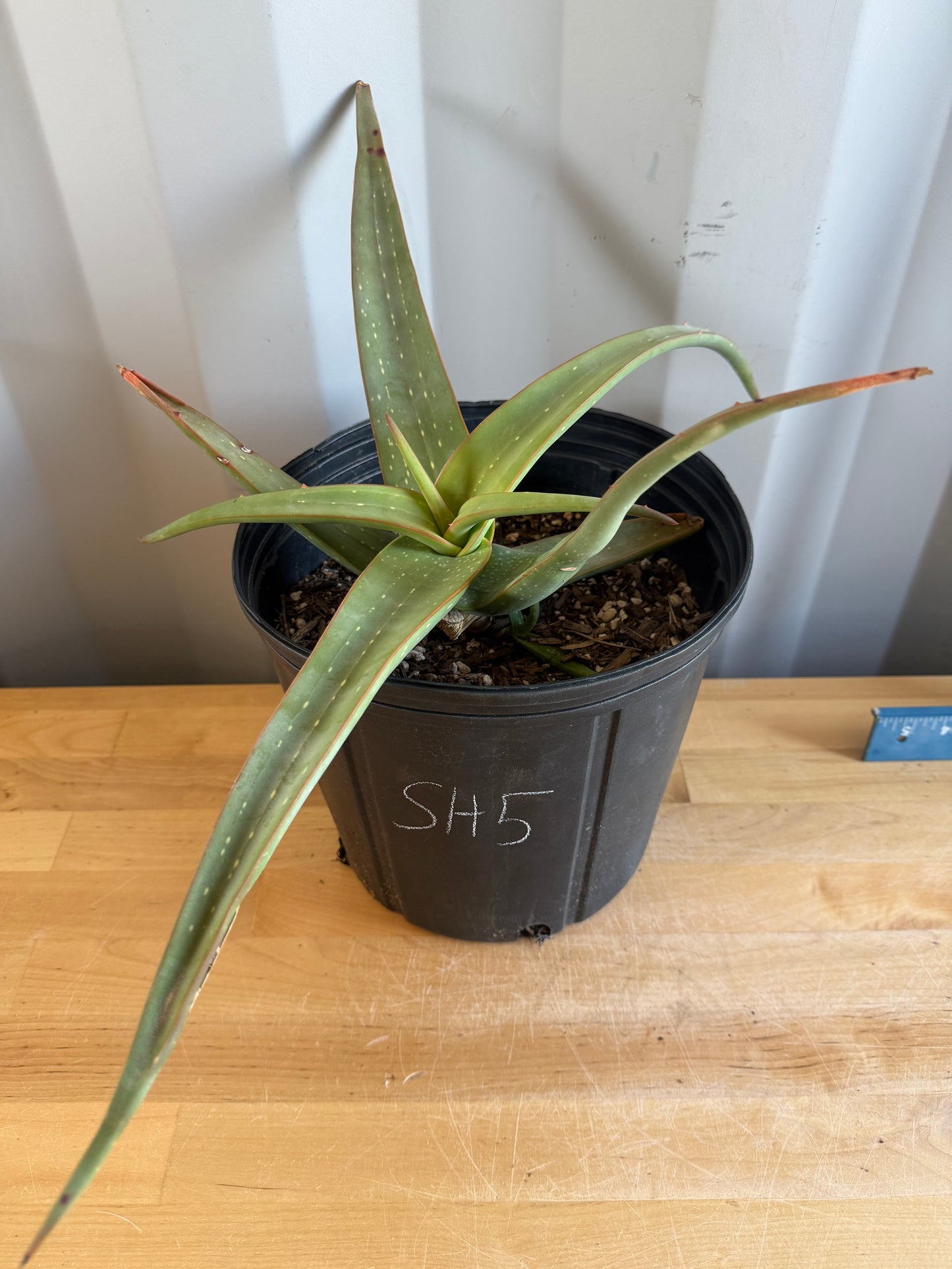 Aloe inermis SH5