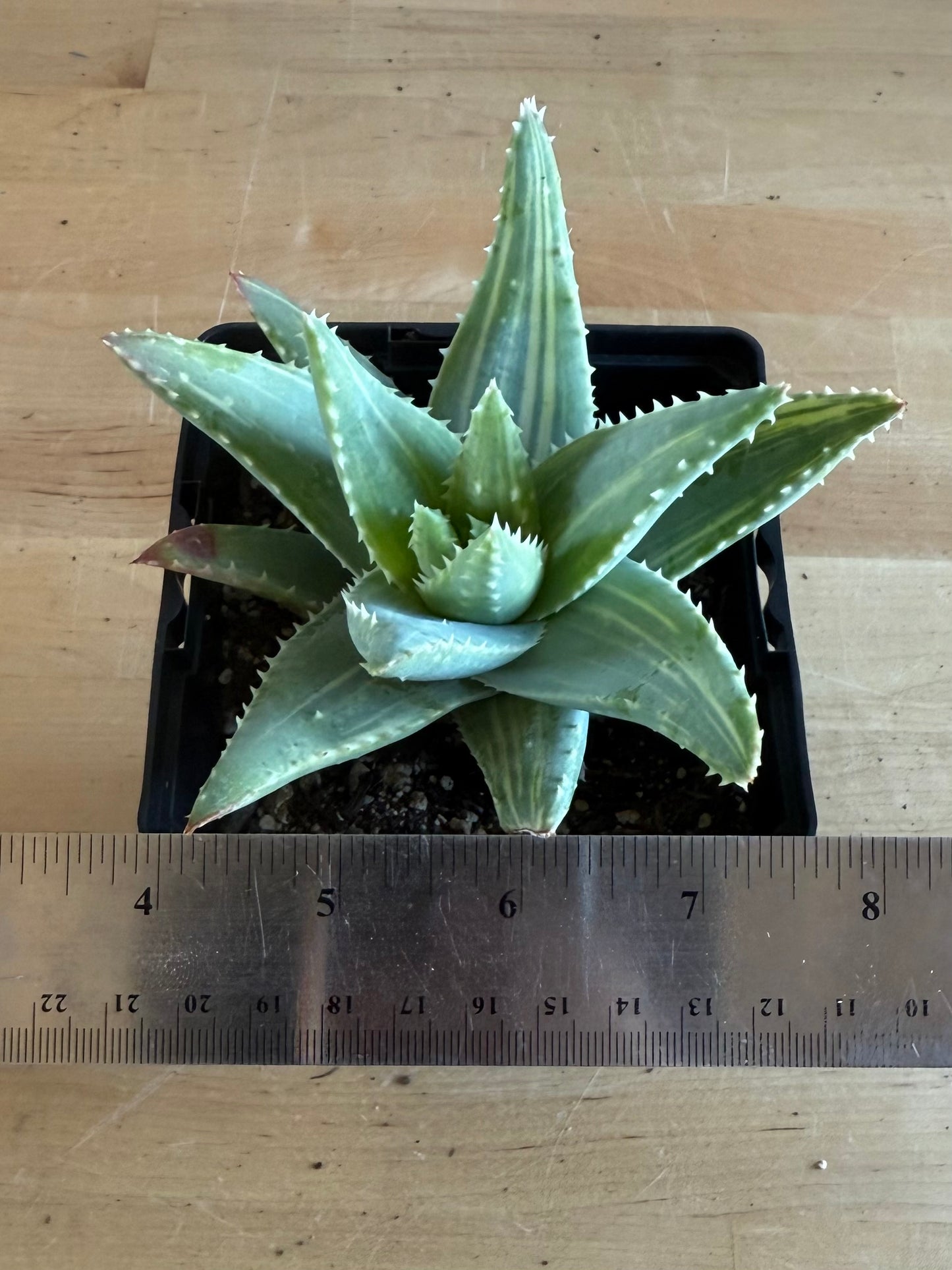 4-inch Variegated Aloe brevifolia SH63