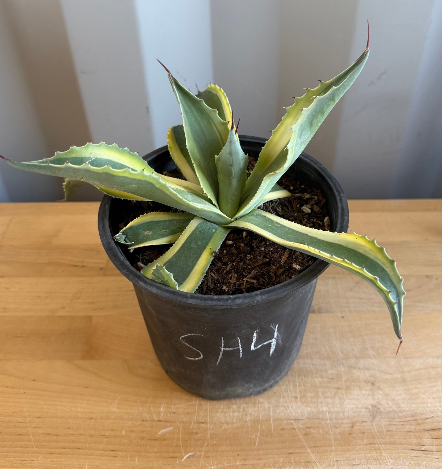 Orca Variegated Whale's Tongue Agave SH4 | Agave ovatifolia 'Orca' variegata
