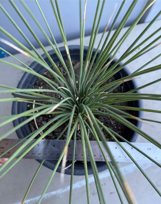 5gal Mexican Grass SH203 | Dasylirion longissimum