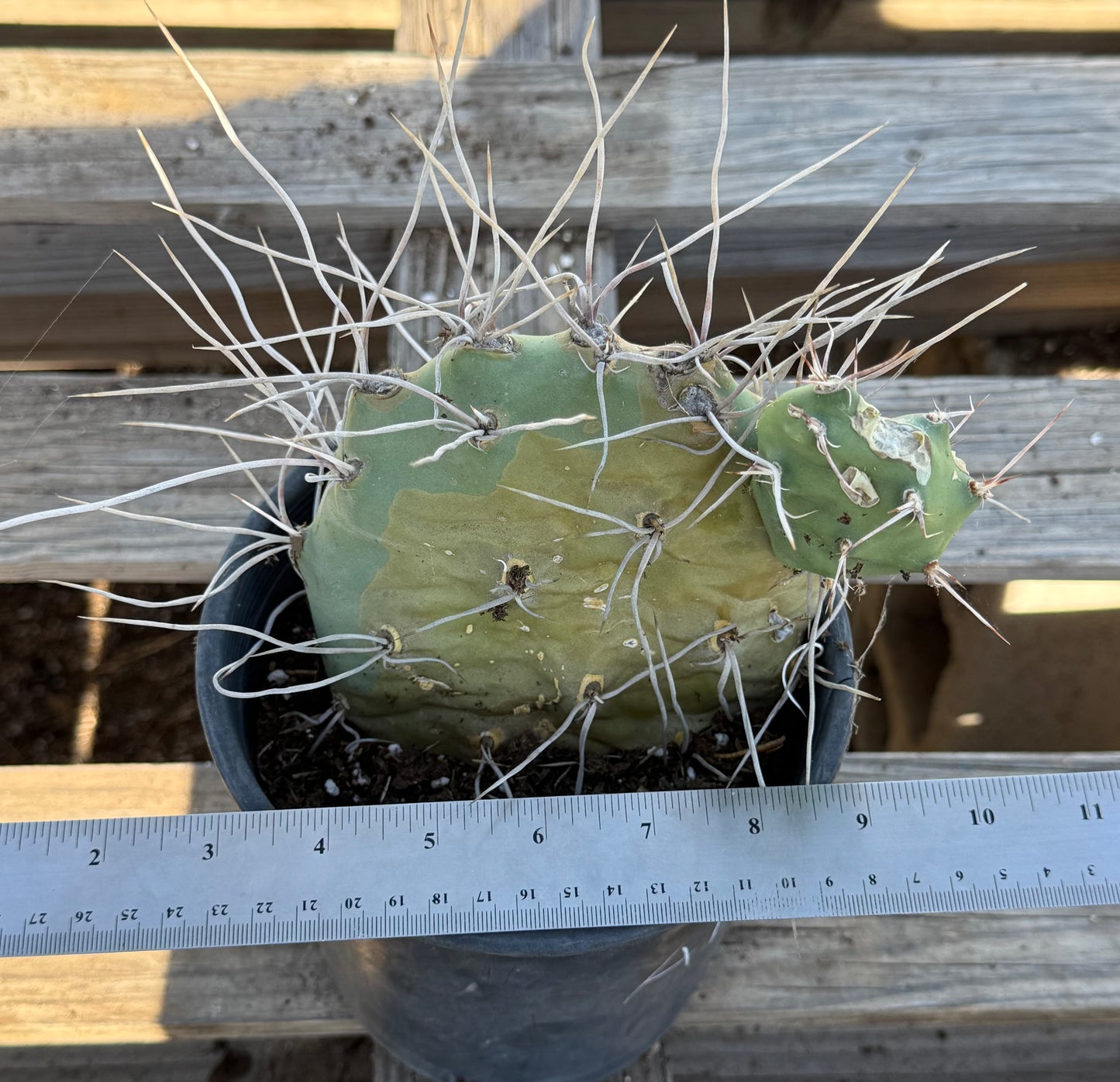 Opuntia sulphurea' AE35 | Sulphur Prickly Pear