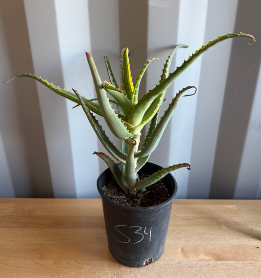 Aloe arborescens 'variegata' S34 | Variegated Aloe arborescens