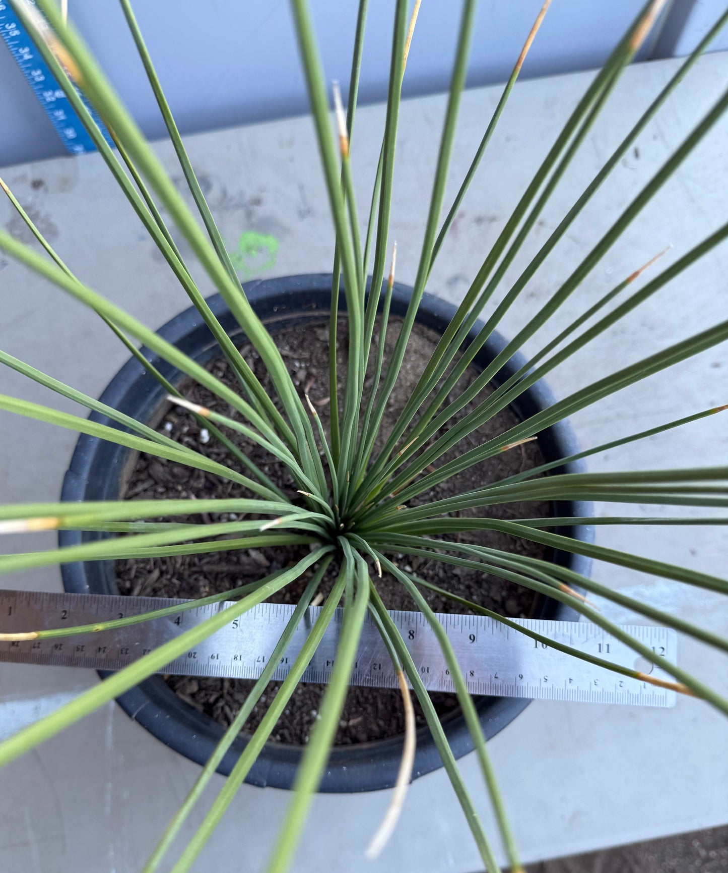 5gal Mexican Grass SH202 | Dasylirion longissimum