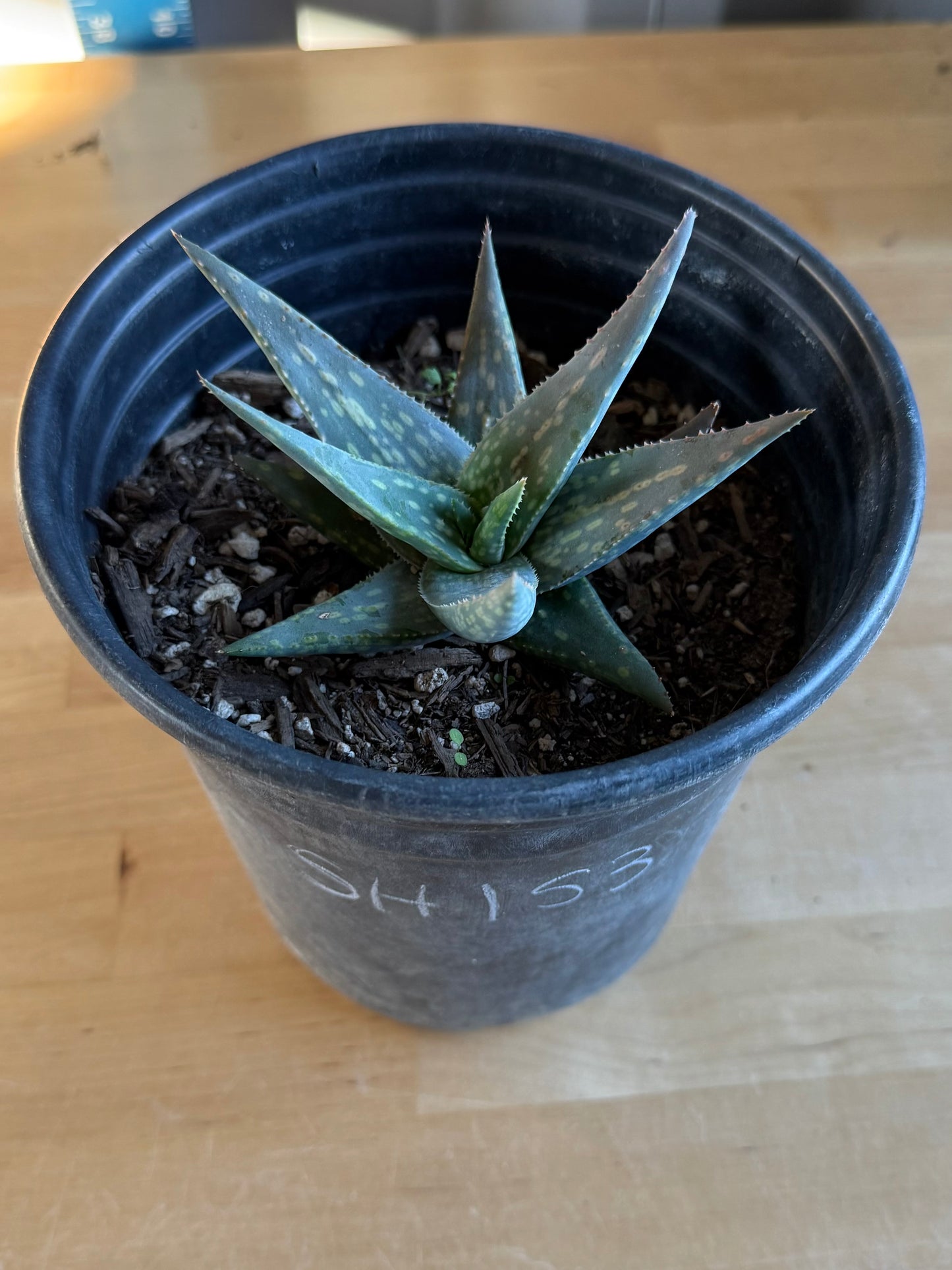 Aloe pictifolia SH153 | Lace Aloe