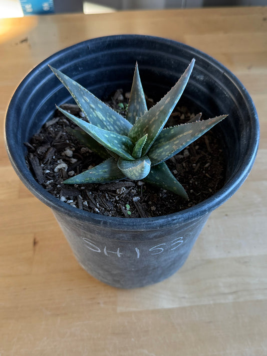 Aloe pictifolia SH153 | Lace Aloe