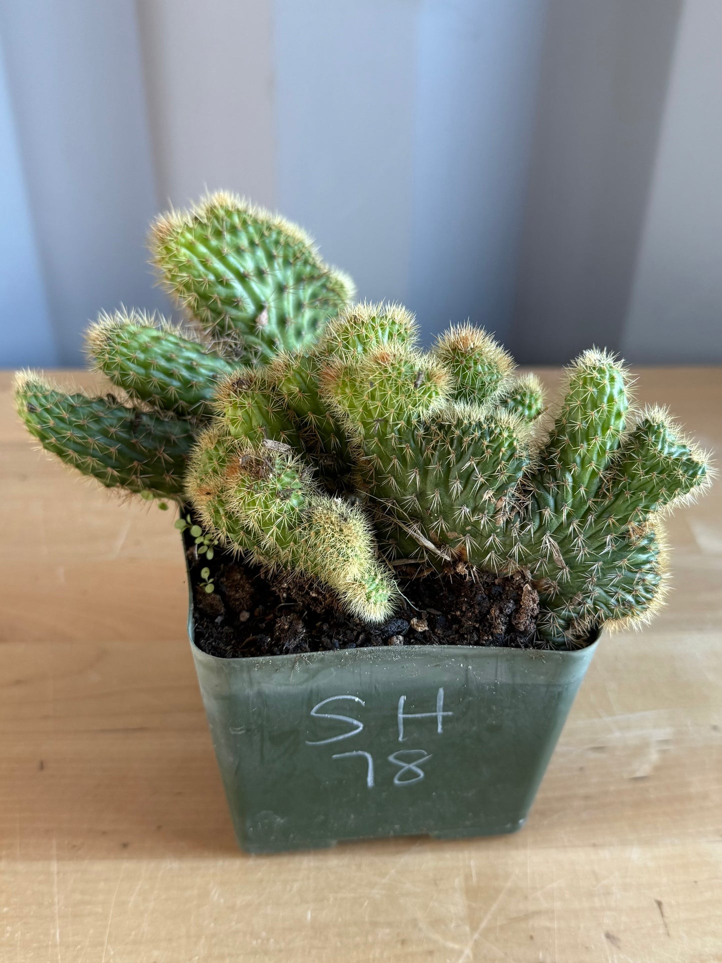 Crested Golden 'Rat Tail' Cactus | Cleistocactus winteri cristata SH78