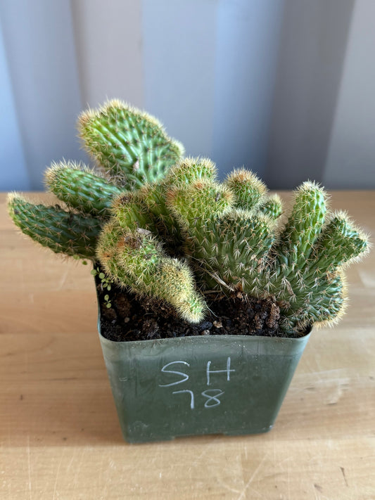 Crested Golden 'Rat Tail' Cactus | Cleistocactus winteri cristata SH78