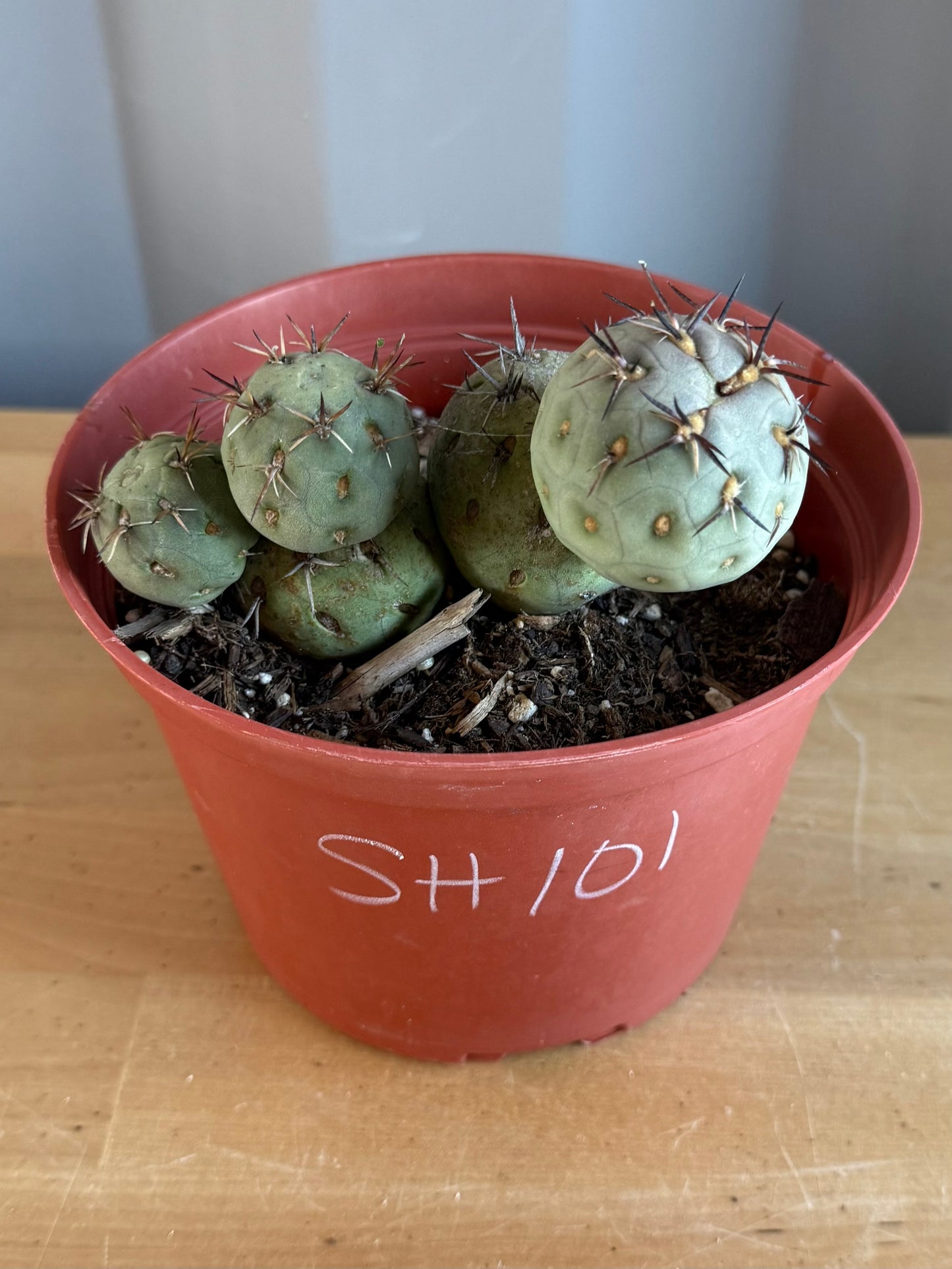 Tephrocactus Geometricus SH101