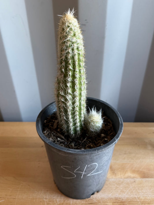 Old Man of the Andes | Oreocereus doelzianus S42