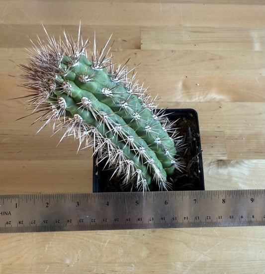 Cleistocactus fieldianus SH21