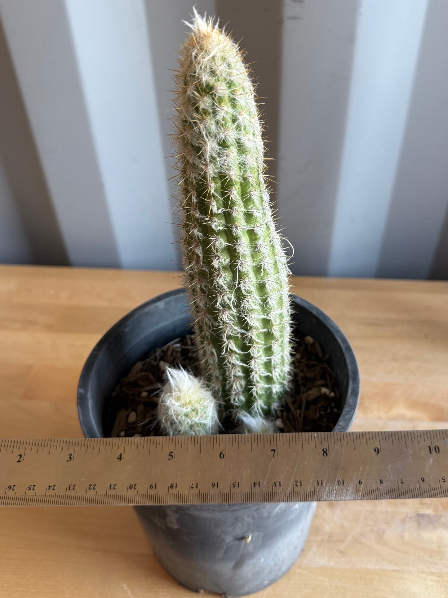 Old Man of the Andes | Oreocereus doelzianus S42