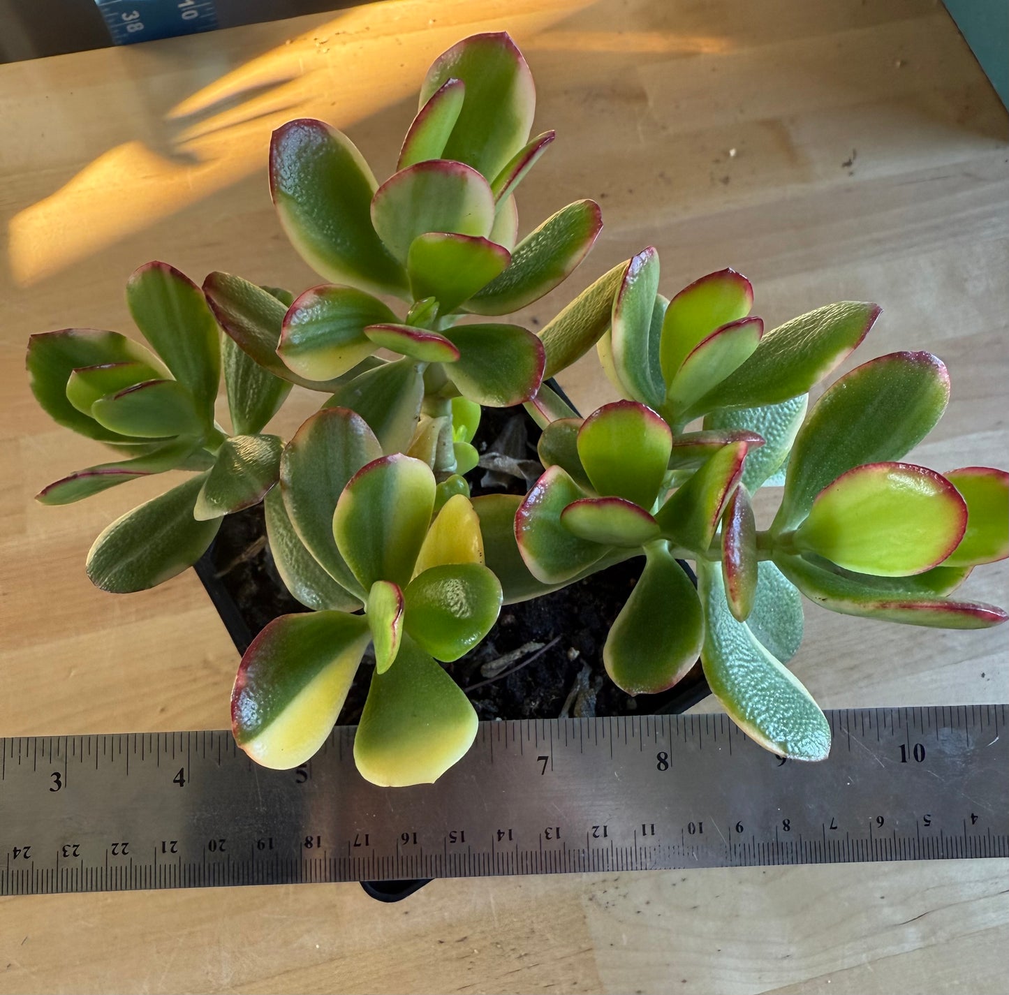 Lemon Lime Jade SH166 | Crassula ovata 'Lemon & Lime'