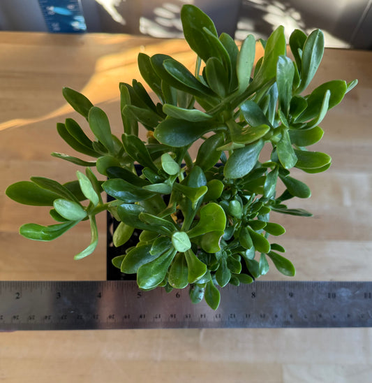 4-inch Jade Plant SH157 | Crassula ovata