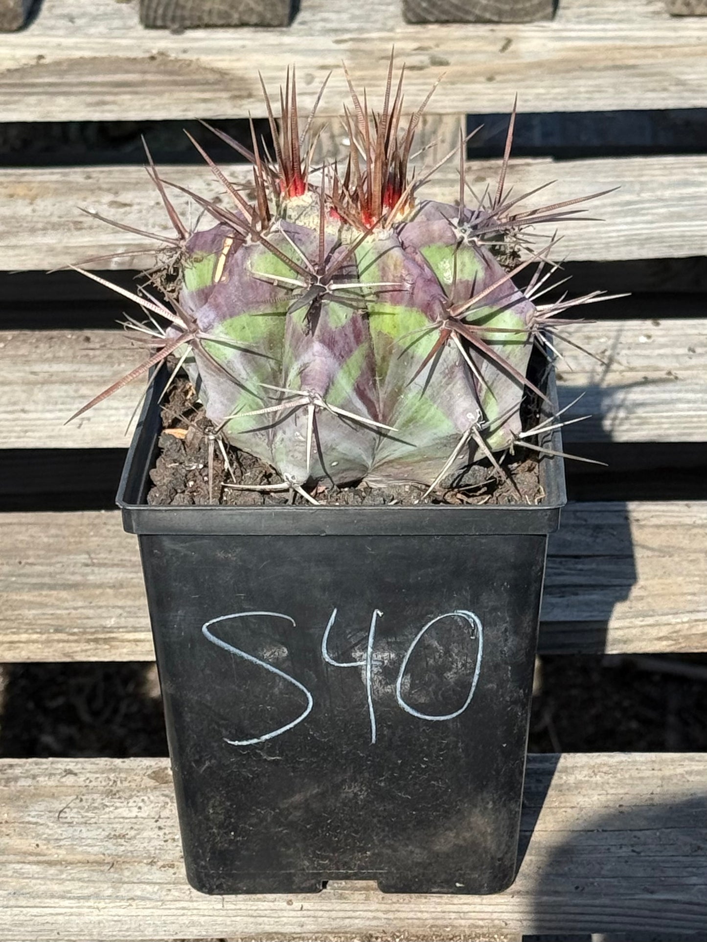 Echinocactus ingens var. grandis S40 | Echinocactus platyacanthus var. grandis