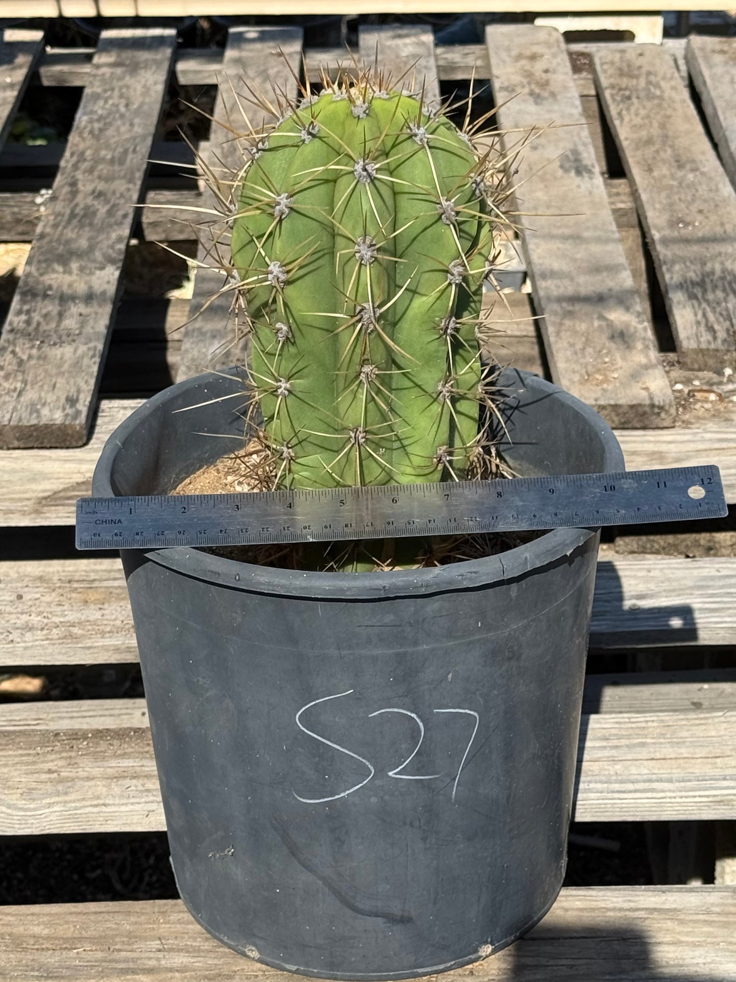Echinopsis terscheckii S27