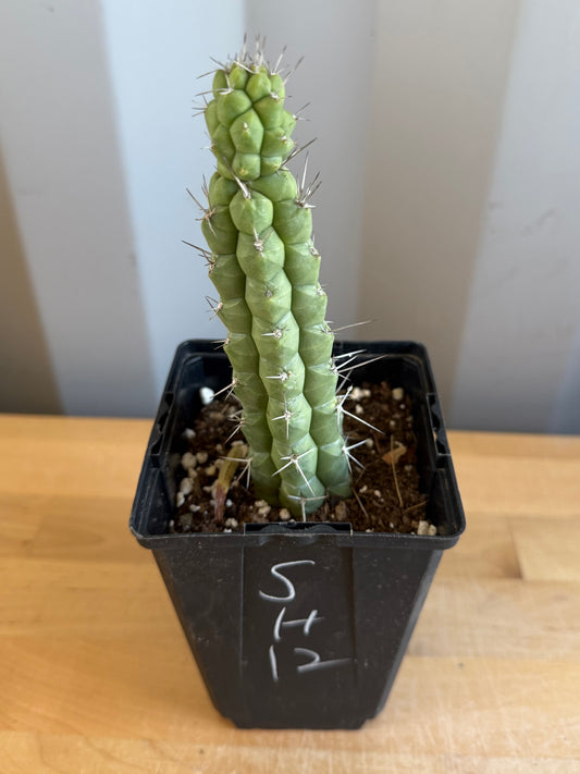 4-inch Rauhocereus riosaniensis SH12 | Rauhocereus riosaniensis ssp. jaenensis