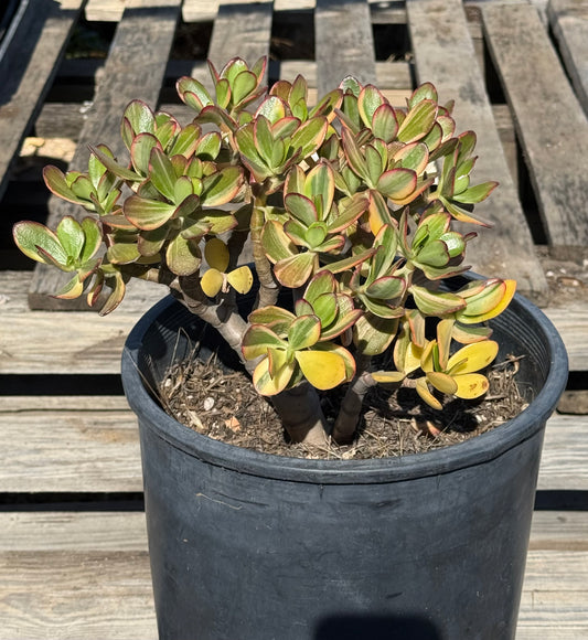 Lemon Lime Jade S18 | Crassula ovata 'Lemon & Lime'