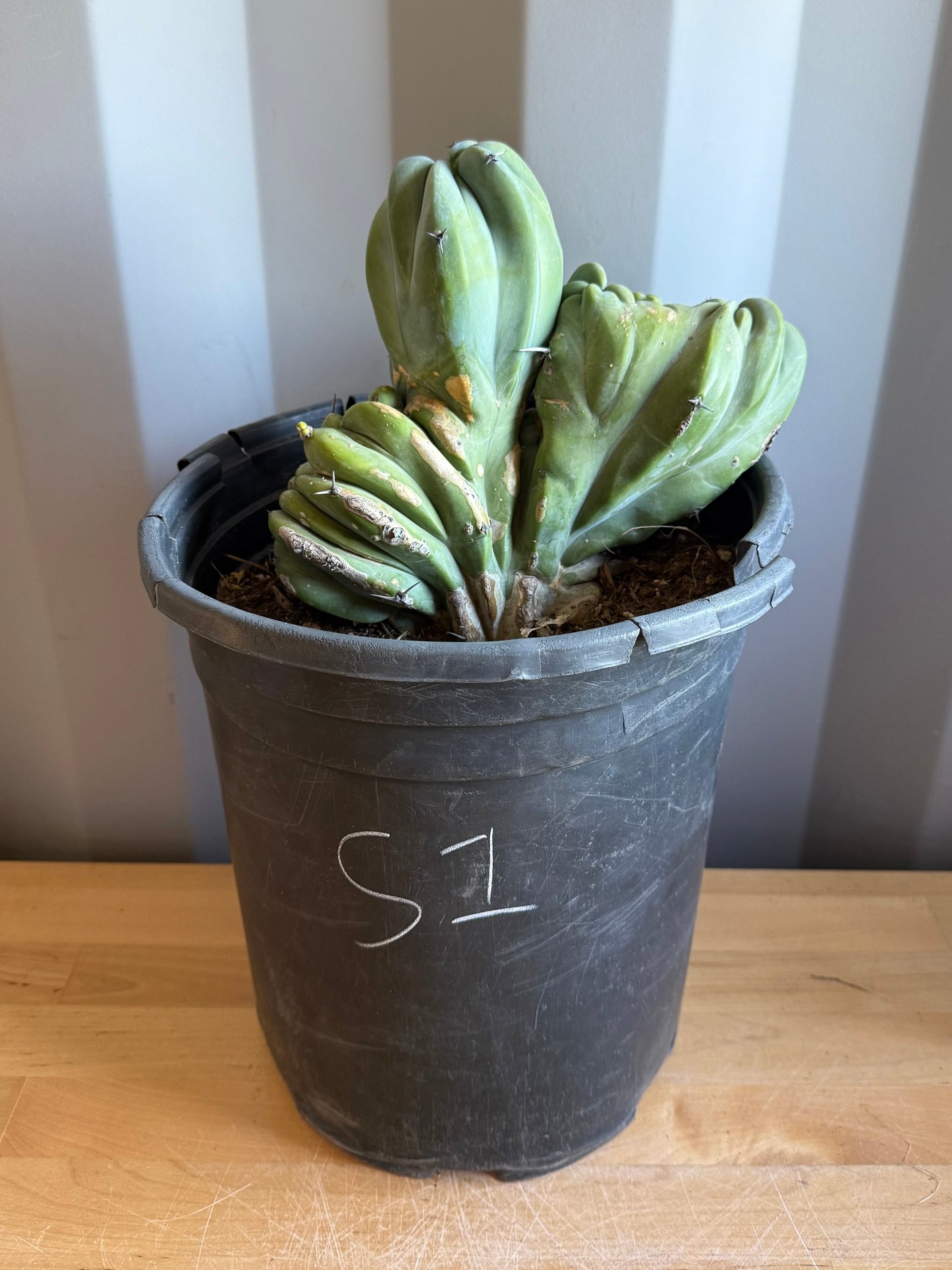 Myrtillocactus geometrizans ‘cristata’ Large Form S1