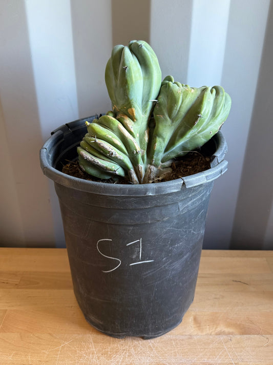 Myrtillocactus geometrizans ‘cristata’ Large Form S1