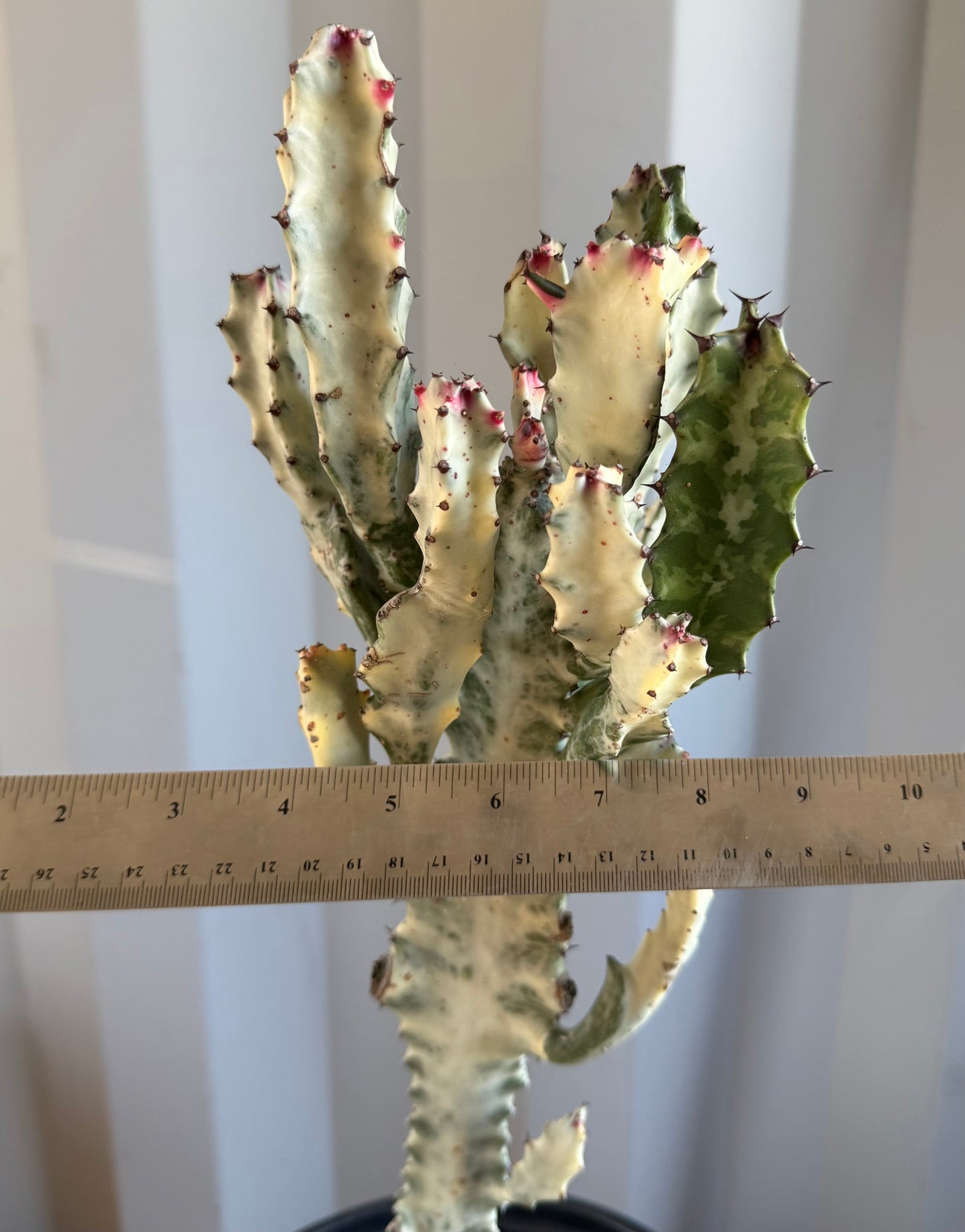 5gal ‘Dragon Bones’ | Euphorbia lactea variegata ‘White Ghost’ SH29