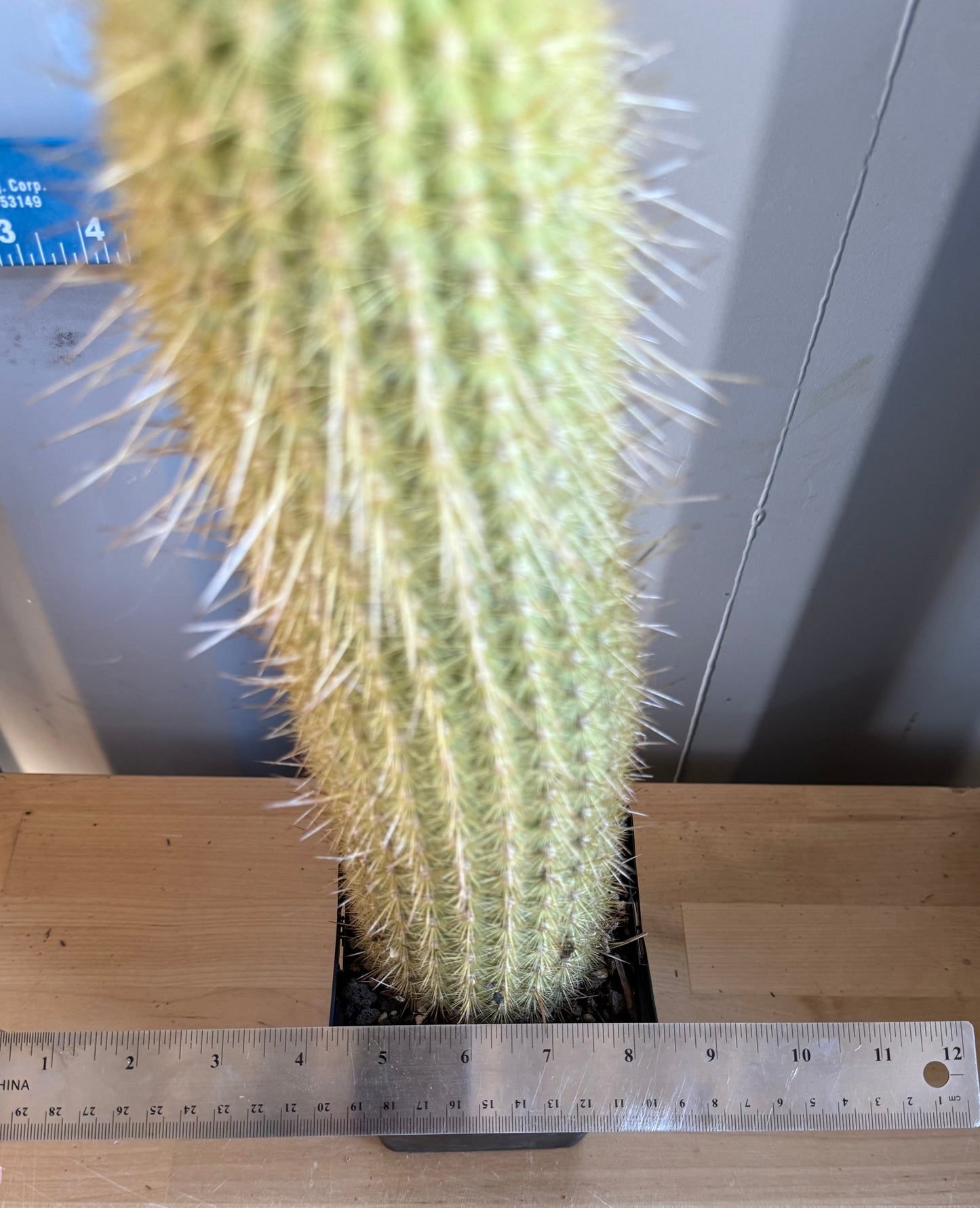 Weberbauerocereus winterianus SH144