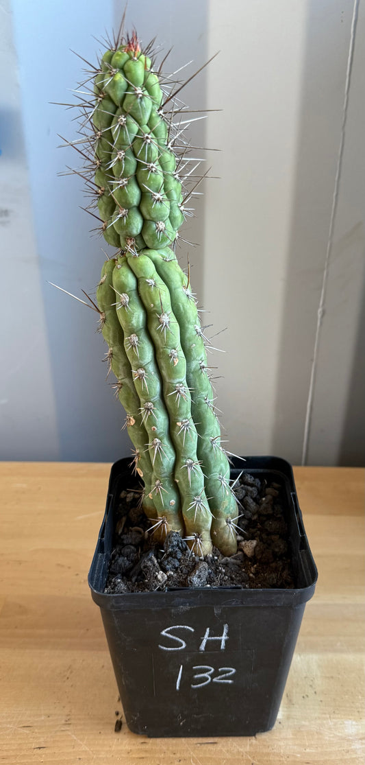 Trichocereus chiloensis SH132
