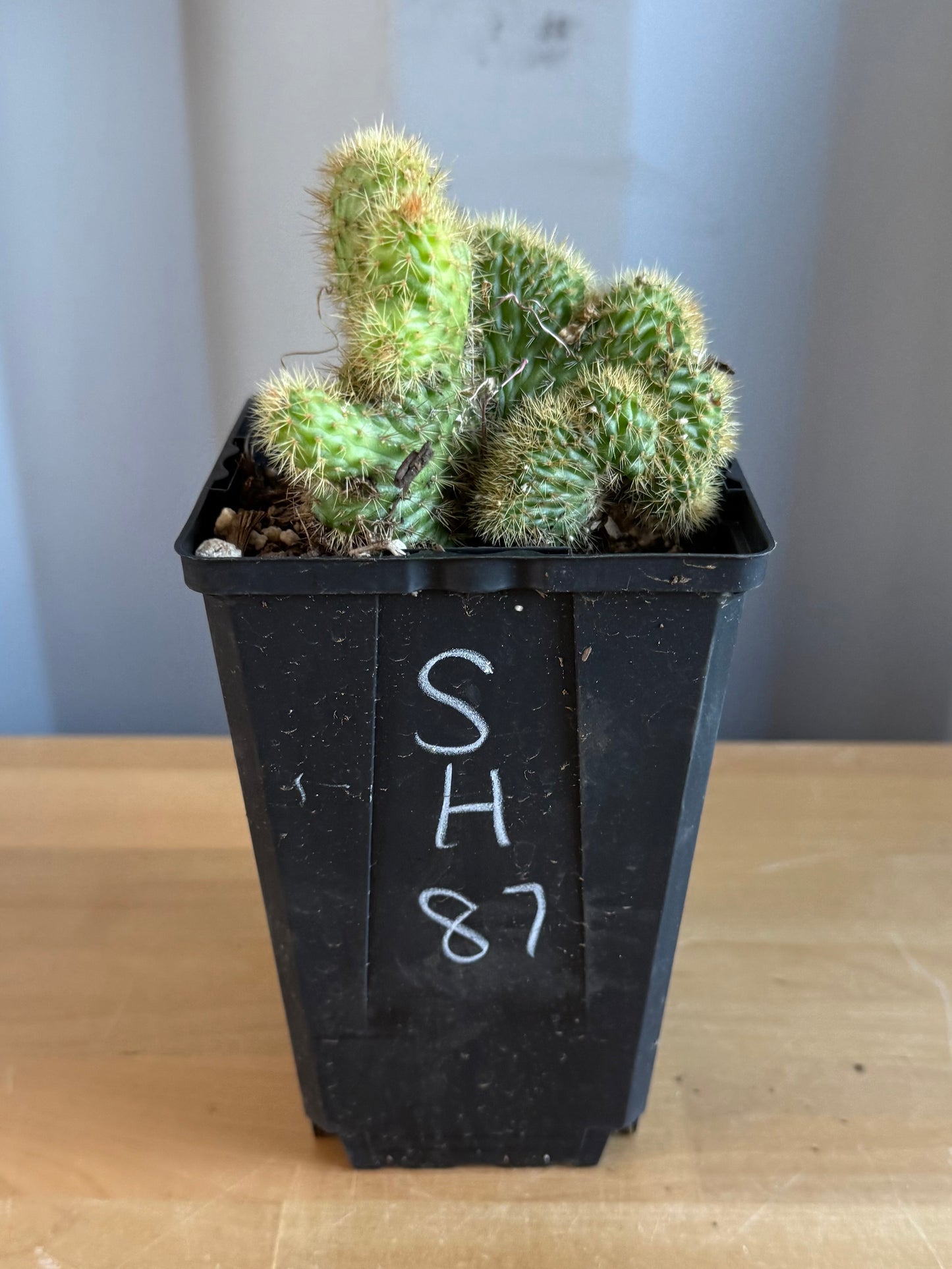 Crested Golden 'Rat Tail' Cactus | Cleistocactus winteri cristata SH87