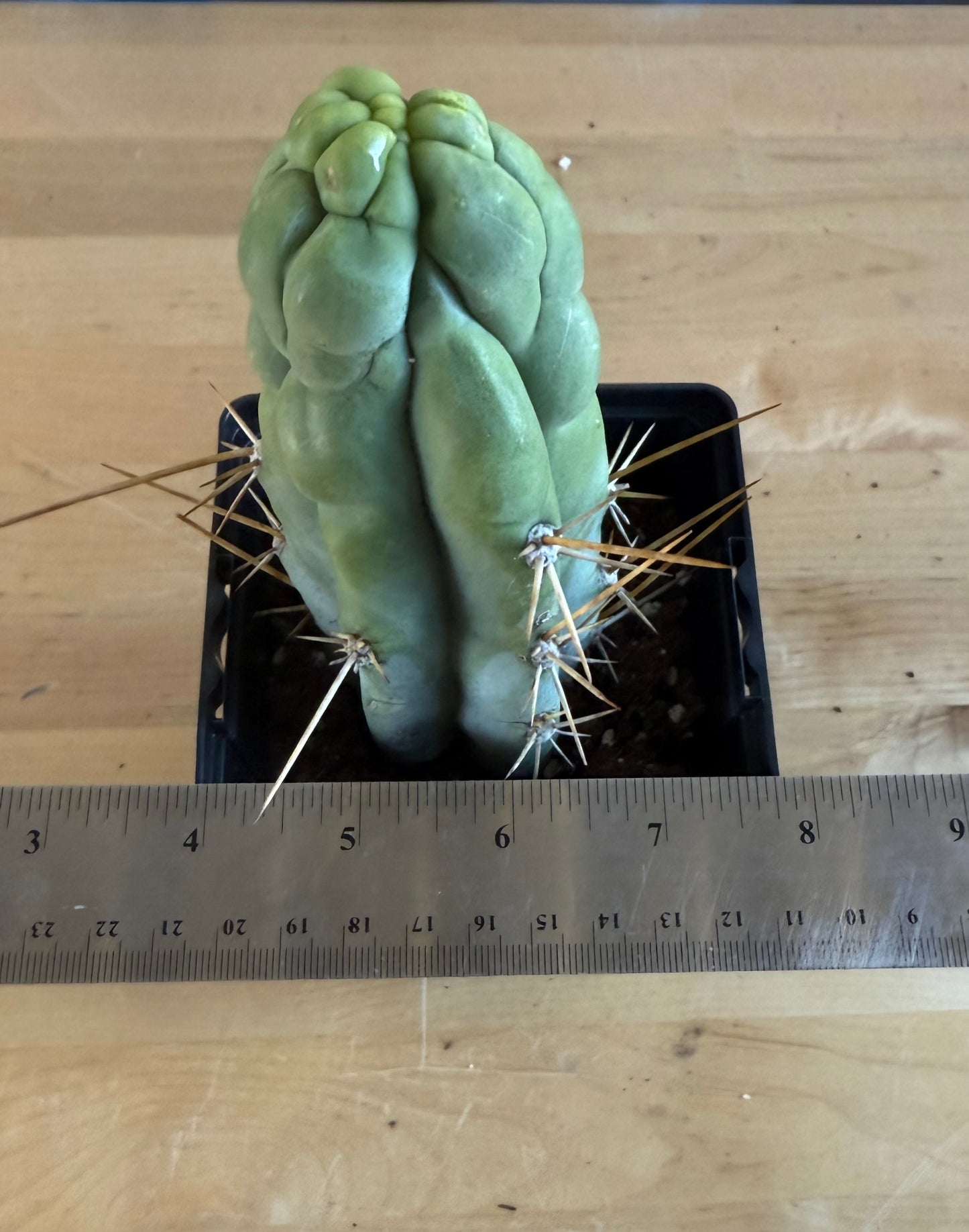 Bruce’s Dragon Cactus SH10