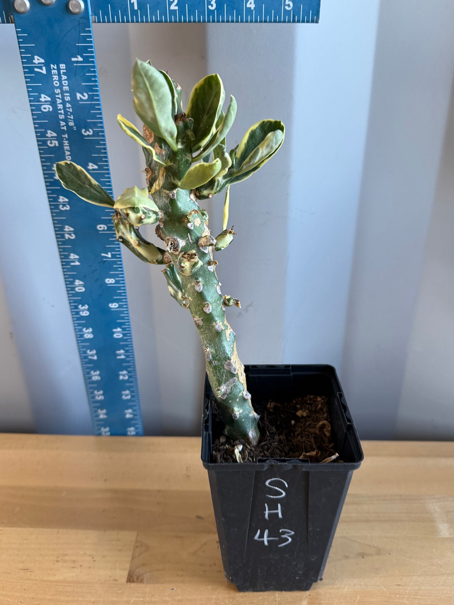 Euphorbia neriifolia variegata SH43 | Euphorbia Neriifolia Variegated