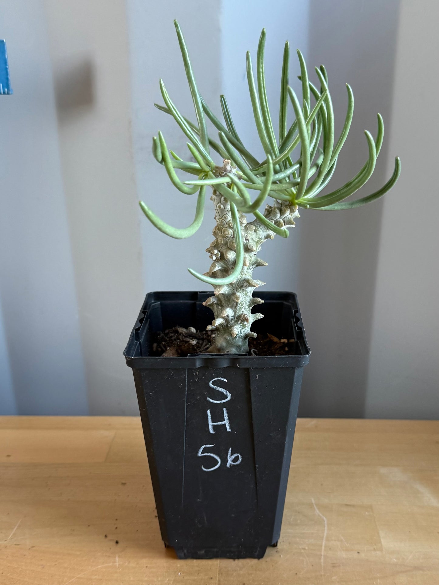 Tylecodon wallichii SH56 | Pegleg Butterbush