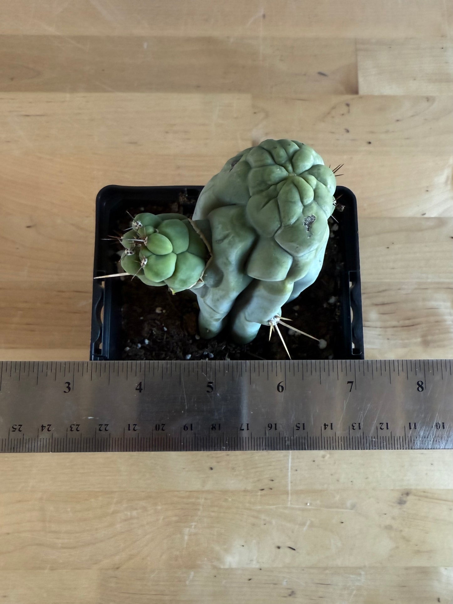 Bruce’s Dragon Cactus SH8