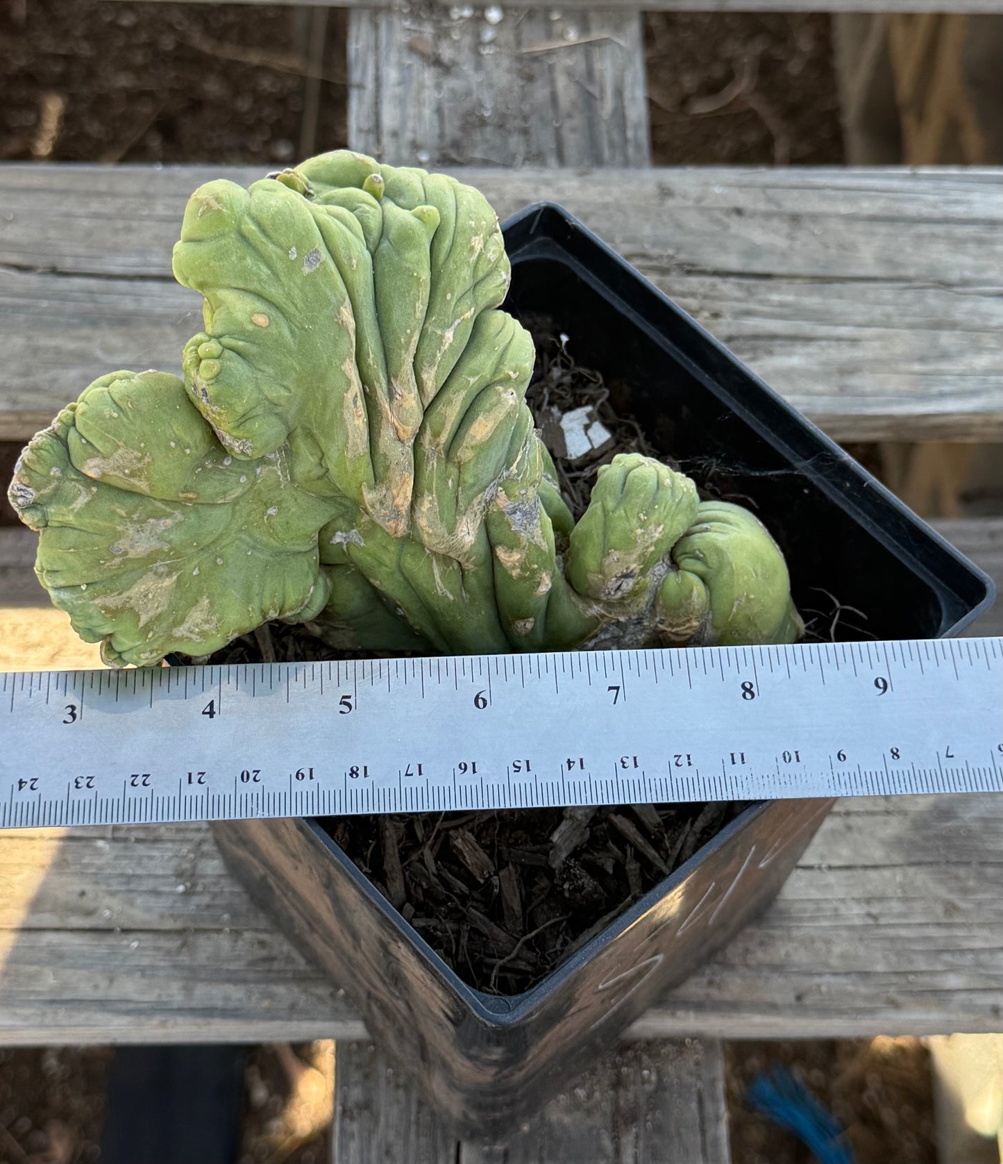 Crested Monstrose Cactus S42