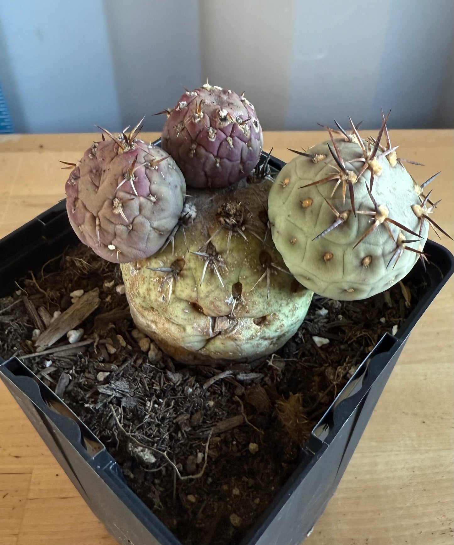Tephrocactus Geometricus SH105