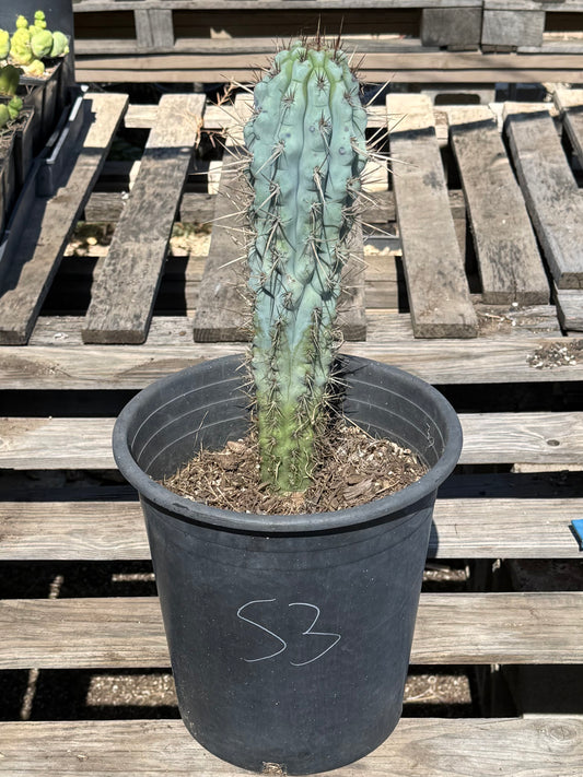 Browningia hertlingiana S3 | Blue Cereus
