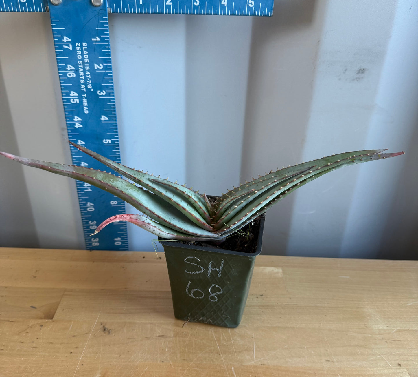 4-inch Mustache Aloe SH68 | Aloe suprafoliata