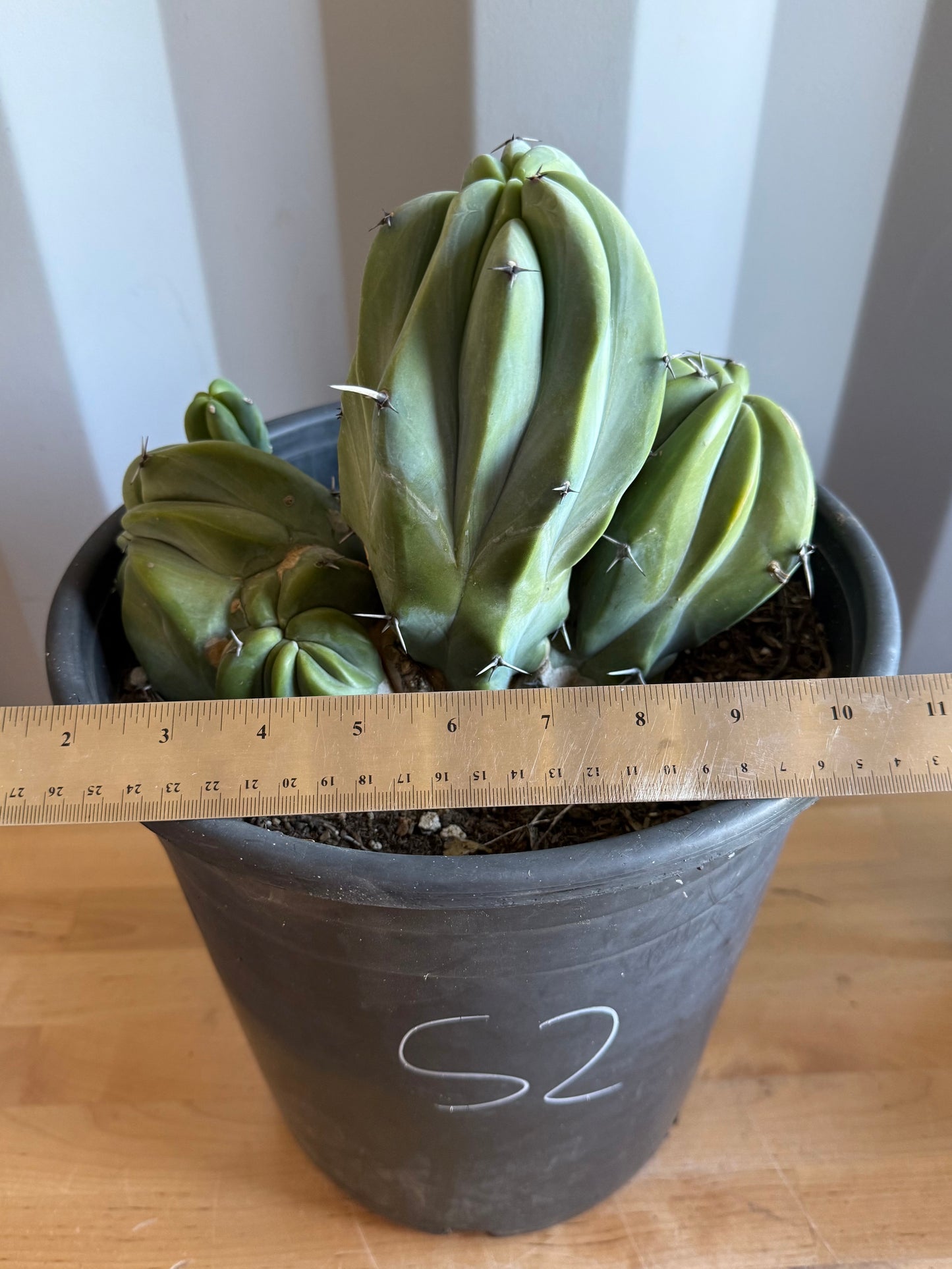 Myrtillocactus geometrizans ‘cristata’ Large Form S2