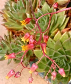 Echeveria agavoides 4in