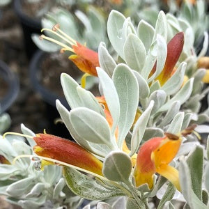 Eremophila glabra 'Grey Horizon' 5g