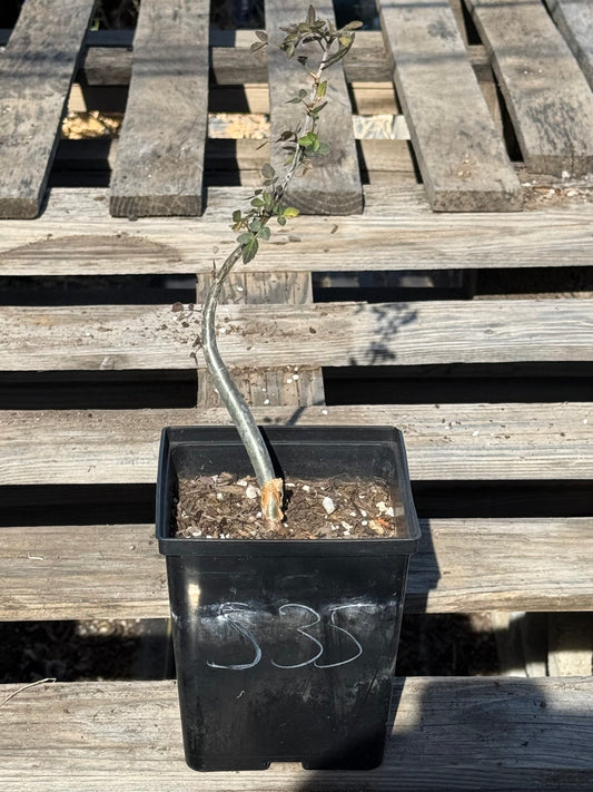 4in. Bursera fagaroides S35