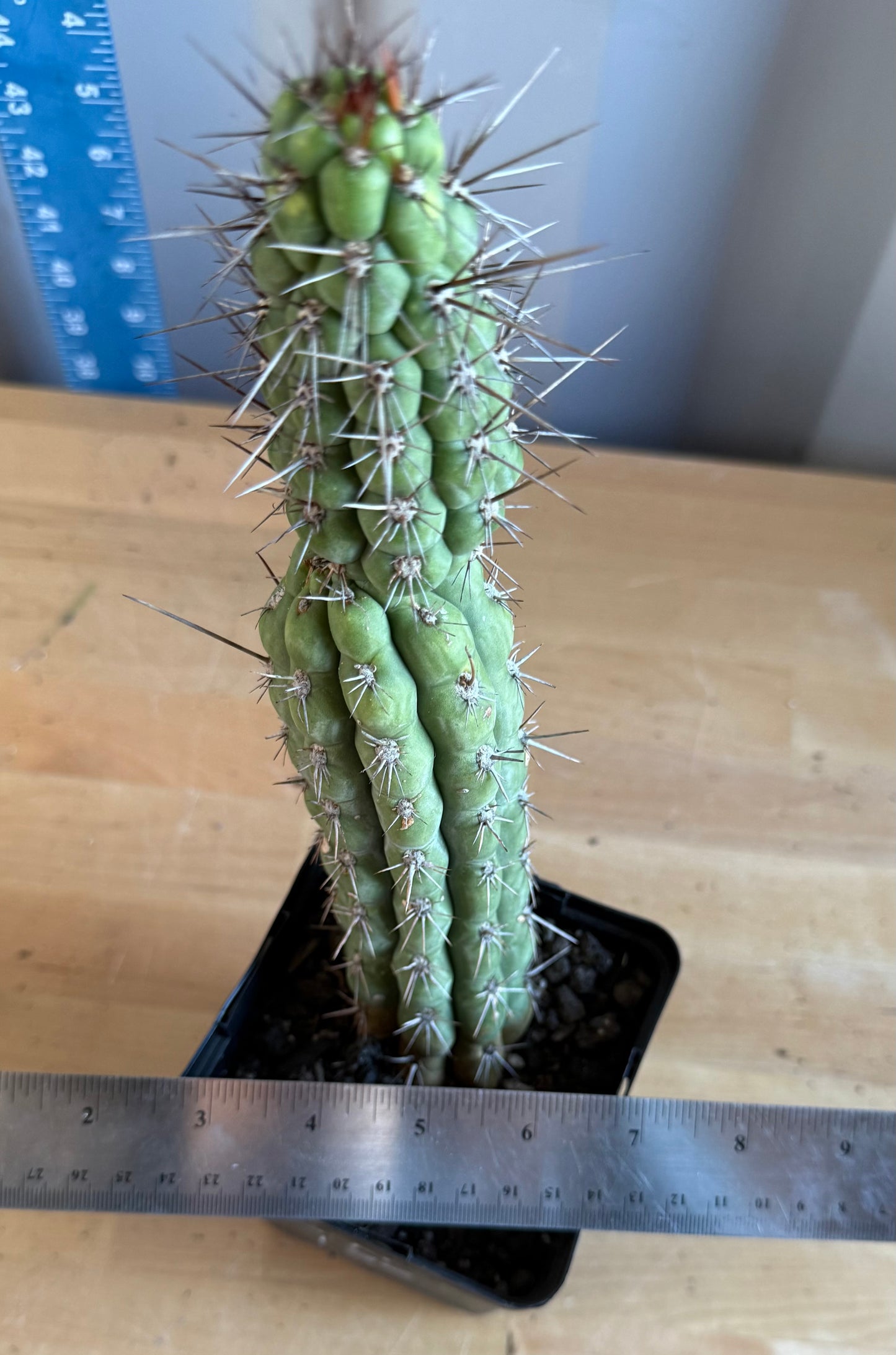Trichocereus chiloensis SH132