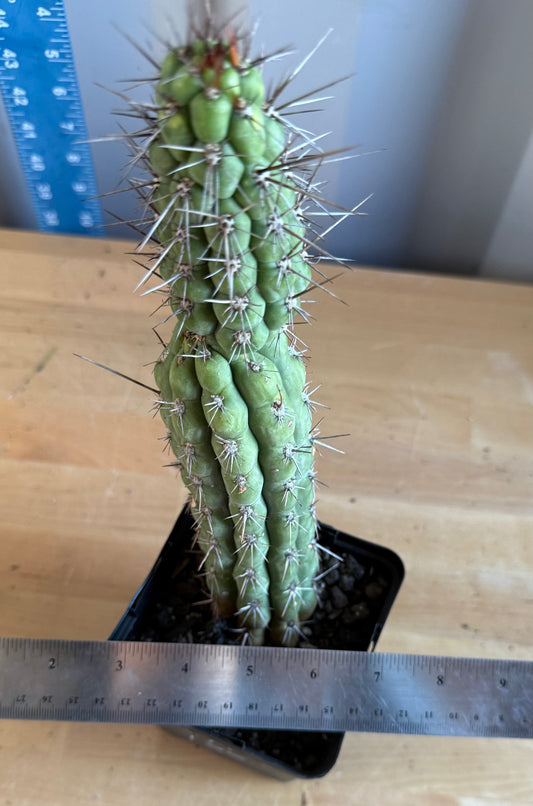 Trichocereus chiloensis SH132