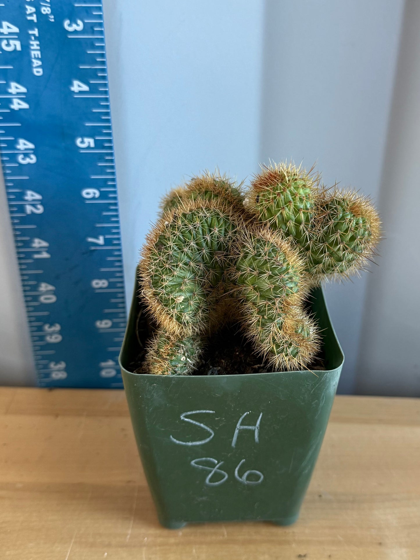 Crested Golden 'Rat Tail' Cactus | Cleistocactus winteri cristata SH86