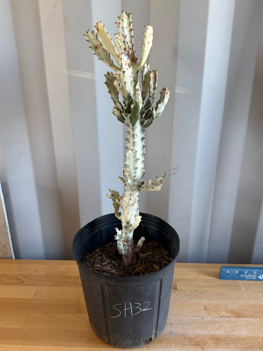 5gal ‘Dragon Bones’ | Euphorbia lactea variegata ‘White Ghost’ SH32