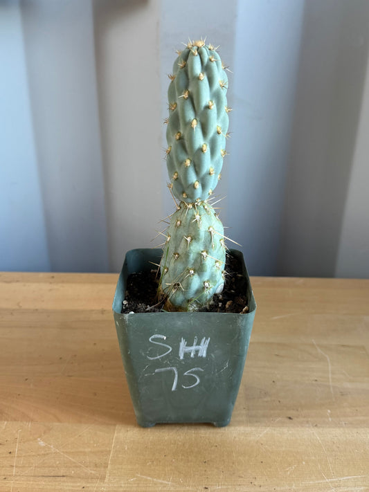 4-inch Miqueliopuntia miquelii SH75 | Opuntia miquelii