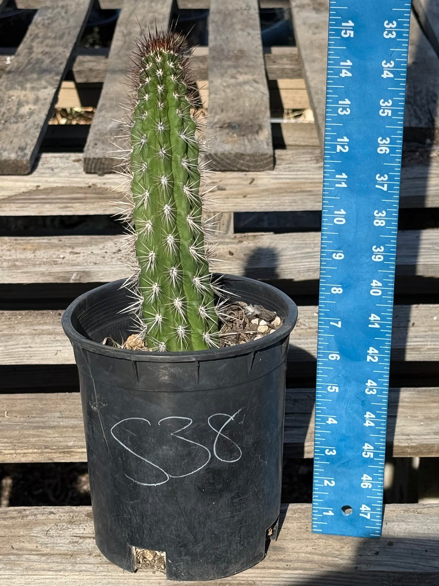 Cleistocactus fieldianus S38