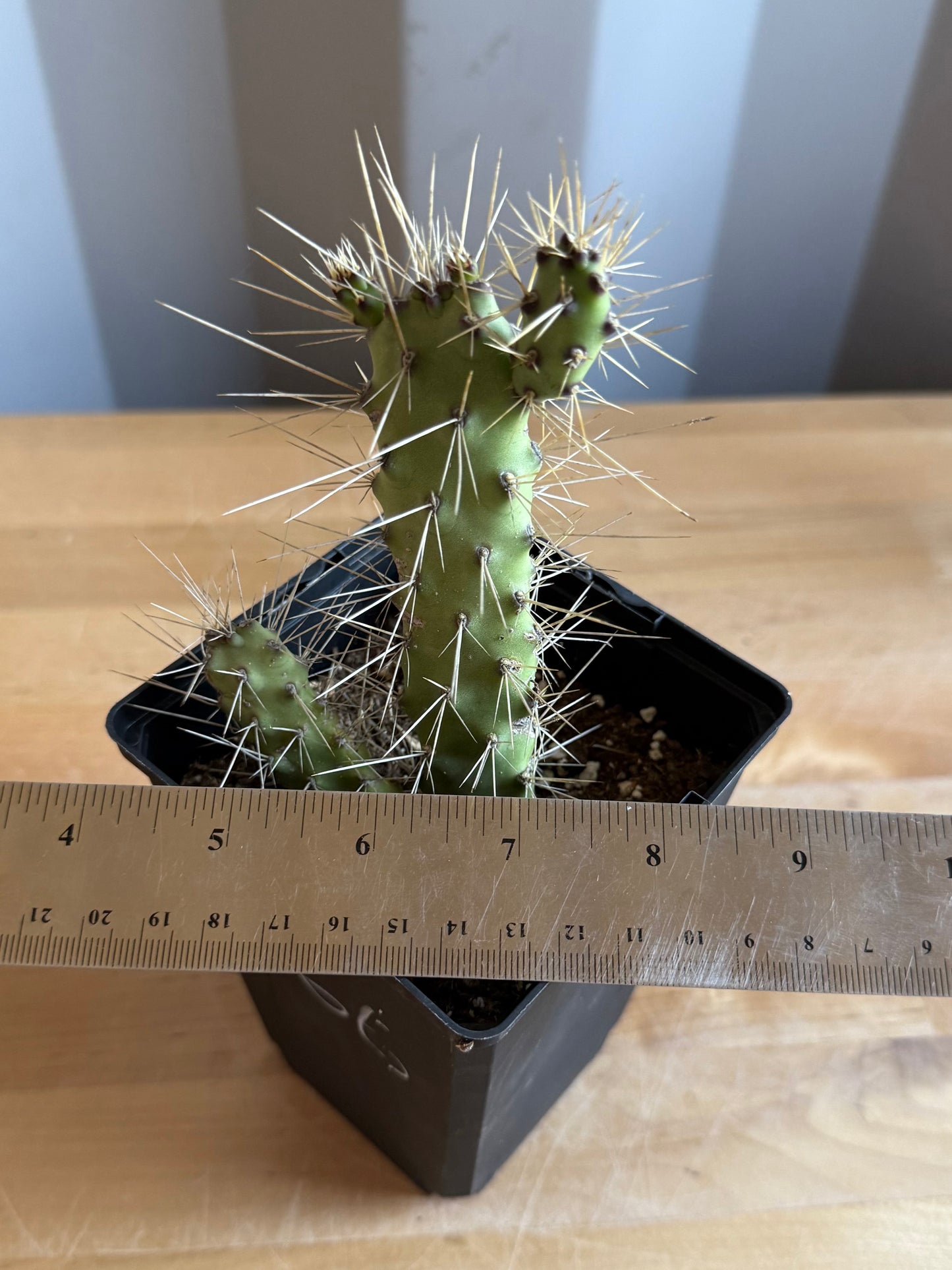 4-inch Opuntia Cactus S66